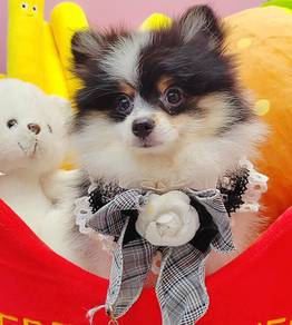Pomeranian