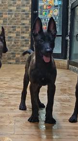 Dutch Shepherd not Belgium shepherd 