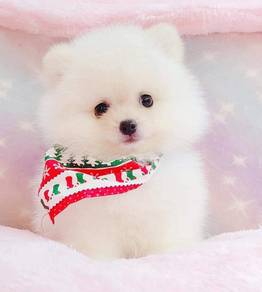 Pomeranian