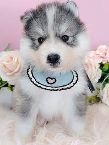 Wooly Husky