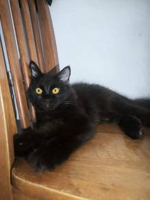 Long Hair Persian Cat (Mix persian cats)