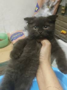 rehome bsh Scottish fold 