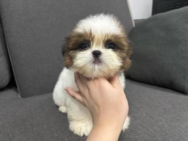 QW30011 Shih Tzu puppies dogs