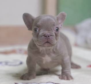 FRENCH BULLDOG PUPPIES🌻A291 Isbella New Shad
