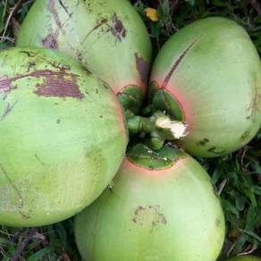 Benih kelapa akar merah/sgg cn16