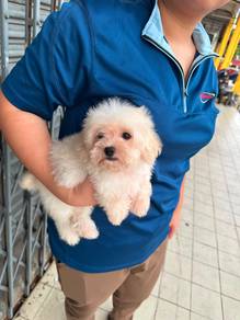 maltipoo