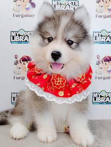 Wooly Husky