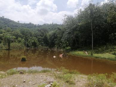 Agricultural Land in Dengkil, SGR