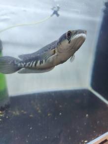 channa maru