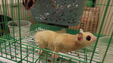 sugar glider for sale