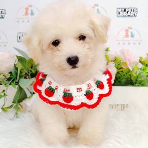 Poodle Toy