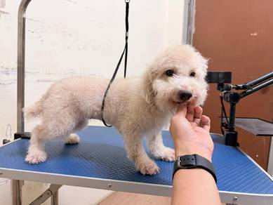 poodle female 1year+