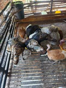 Ayam belanda