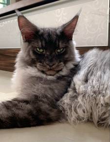 Purebred Maine Coon