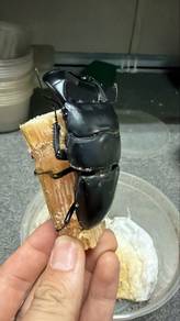 Dorcus Bucephalus live beetle