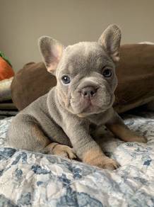GS83311French Bulldog lilac tan haired puppy