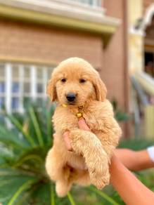 golden retriever f