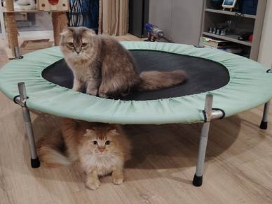 trampoline for jump exercise fitness 55inch