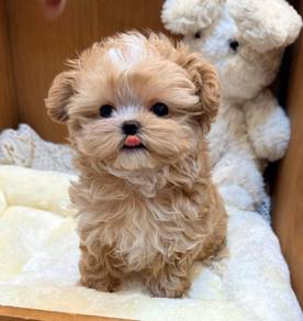 Maltipoo