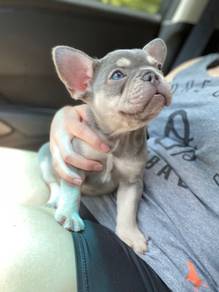 GQQ5122 French Bulldog lilac tan haired puppy