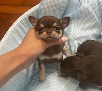 CHIhuahua