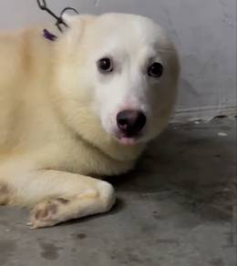 1 year old Husky Boy for free