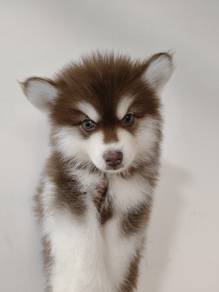 husky puppies 2