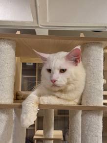 mainecoon solid white