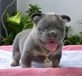 FRENCH BULLDOG PUPPIES 18🌻Premium Quality ~Fluffy