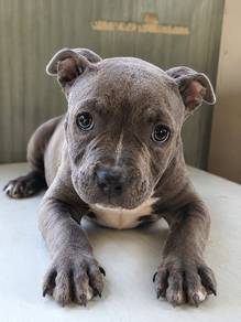 bully 