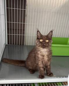 Pure Mainecoon kitten