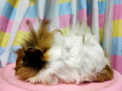 Long Haired Guinea Pig 