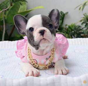 FRENCH BULLDOG PUPPIES VIP162🌻 Blue Pied Female