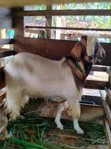 Kambing jantan cukup umur