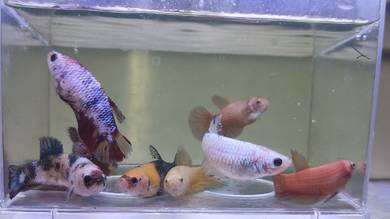 Female Betta Ikan Laga