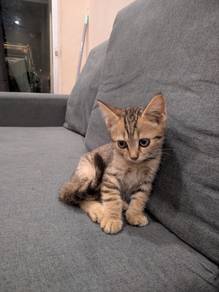 Bsh mix 