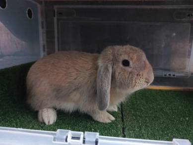 Arnab Holland Lop