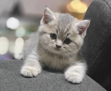 british short hair golden blue kitten