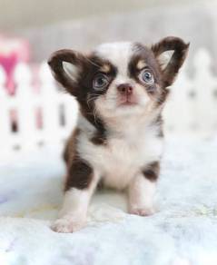 CHIHUAHUA PUPPIES VIP219🌷Head Apple Cute Dog