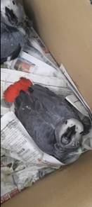 Burung African grey parrot Hand feed Siap lesen