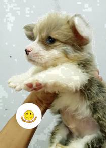 HHGG_1099 long haired Welsh Corgi short legs