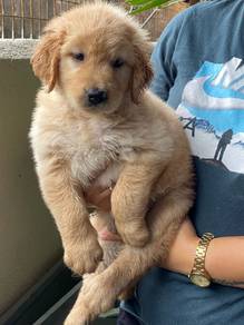 Golden Rettiver puppies 12