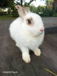 Rabbit