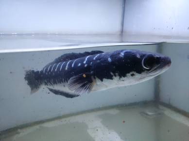 Ikan Toman Harimau