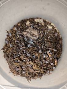 isopods