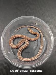 corn snake (RF ghost tessera morph)
