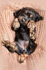 Soft-pawed English Cocker Spaniel Sweet Face Puppy