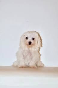 J0886 Maltese Soft White Coat Puppy