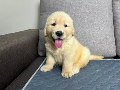 Golden retriever puppy