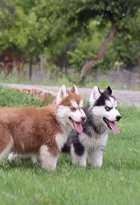 husky puppies f